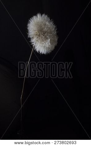 Dandelion On A Black Background Illuminated With Artificial Light On The Left Side.