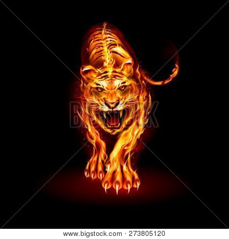 Illustration Of Big Fire Tiger Walking And Roaring On Black