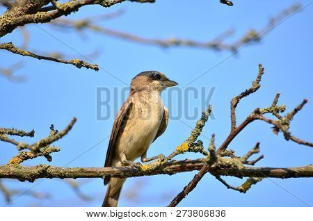 Red-backed Shrike (lanius Collurio),  Young Female Sitting On A Branch. Fauna Of Ukraine.