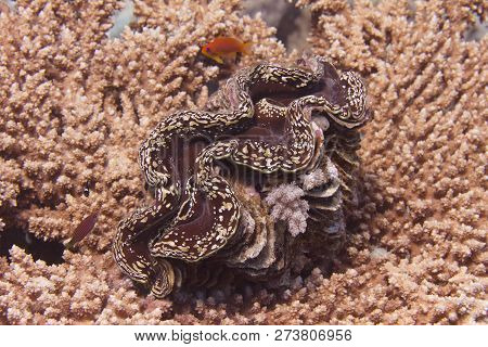 Large Clam On Table Coral On Coral Reef Off Sharm El Sheikh, Egypt