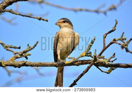 Red-backed Shrike (lanius Collurio), A Young Female In Its Natural Habitat. Fauna Of Ukraine.