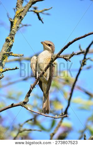 Red-backed Shrike (lanius Collurio), Female. Fauna Of Ukraine.