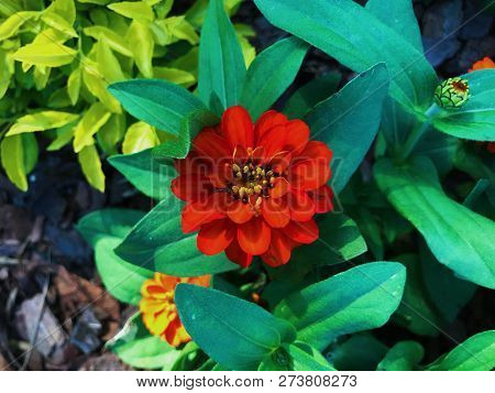 Common Zinnia With Radiant And Strong Colors