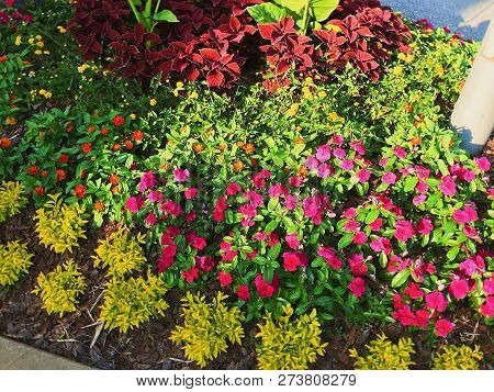 Common Zinnia And Busy Lizzie In The Outdoor Garden