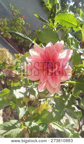Pink Matte Dahlia In A Sunny Garden
