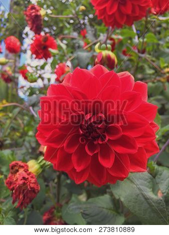 Frosted Red Dahlia In A Sunny Garden