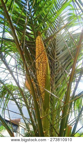 Fruit Of Brazilian Typical Amazonian Coconut Tree