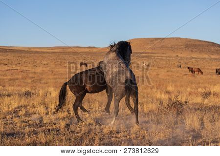 A Pair Of Wild Horse Stallions Sparring In The Utah Desert