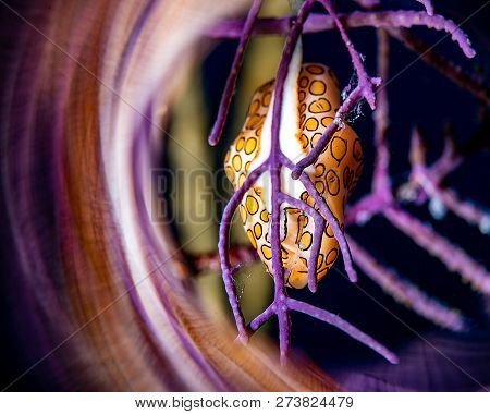 Brightly Colored Sea Snail In A Tropical Coral Surrounded With Beautiful Color Reflections Effect.