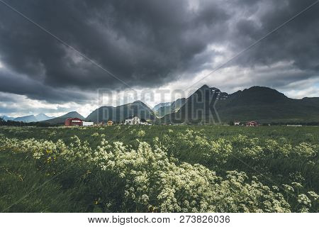 Flowering Meadow Near Fredvang Village, Lofoten In Norway. Summer Holiday Trip.