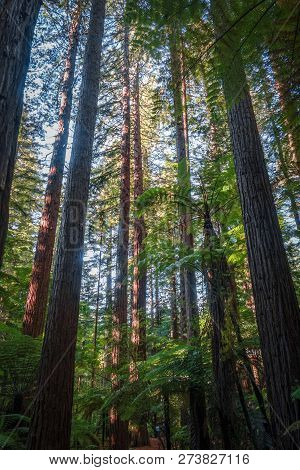 Giant Sequoia And Ferns In Whakarewarewa Redwood Forest, Rotorua, New Zealand