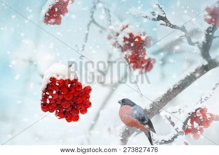 Male Pine Grosbeak Pinicola Enucleator Feeding On Frozen Rowan Berries. Winter Background