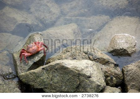 Krab
