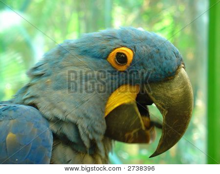 Guacamayo