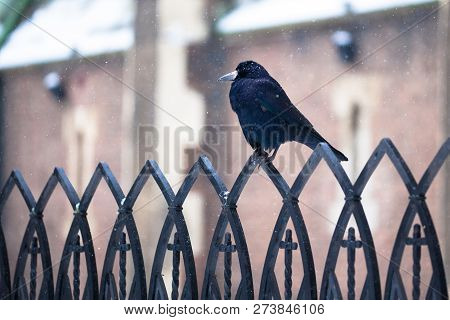 Black Crow Sitting On A Metal Fence. Winter Crow.