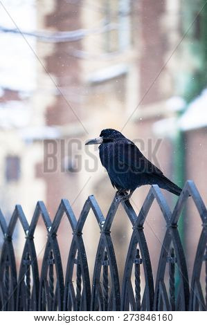 Black Crow Sitting On A Metal Fence. Winter Crow.