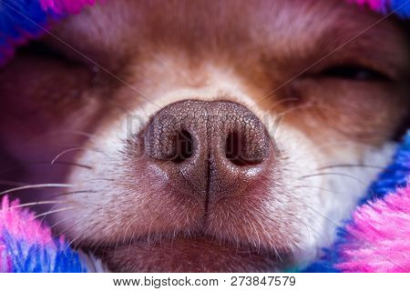 Macro Of A Chihuahua Nose