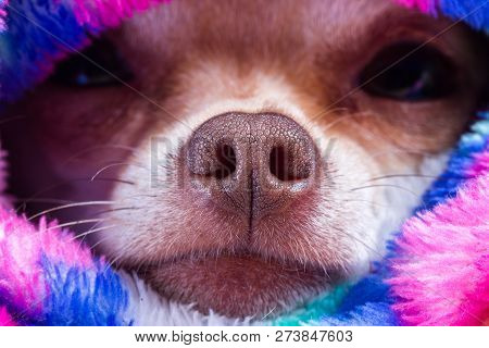 Macro Of A Chihuahua Nose