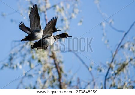 Two Ring-necked Ducks Taking To Flight In The Wetlands
