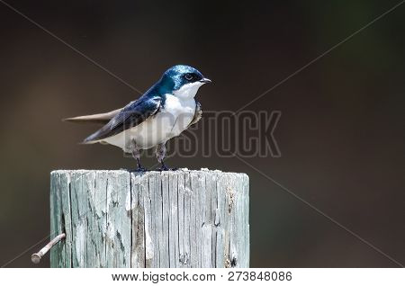 Spunky Little Tree Swallow Perched Atop A Weathered Wooden Post