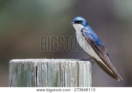 Spunky Little Tree Swallow Perched Atop A Weathered Wooden Post