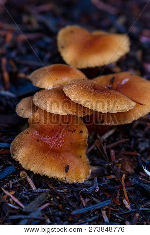 Wild Mushroom Cluster