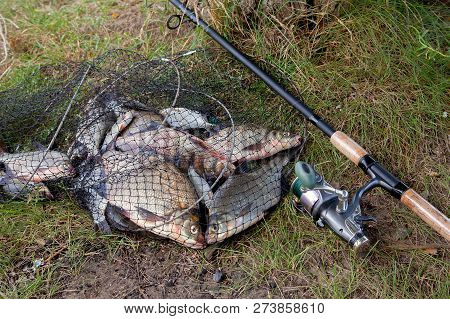 Freshwater Bream Fish And Silver Bream In Landing Net With Fishery Catch In It And Fishing Rod With