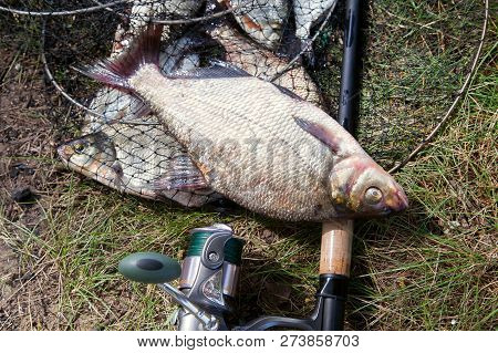 Big Freshwater Common Bream Fish And Fishing Rod With Reel On Landing Net.