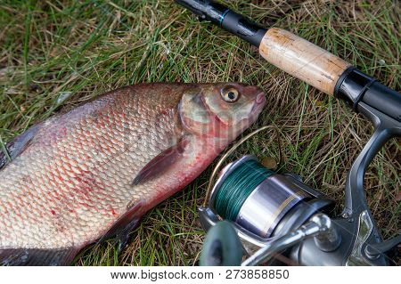 Big Freshwater Common Bream And Fishing Rod With Reel On Natural Background.