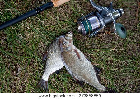 Single Freshwater White Bream Or Silver Bream, Bronze Bream Or Carp Bream On Green Grass And Fishing