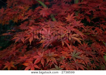 Acero giapponese rosso