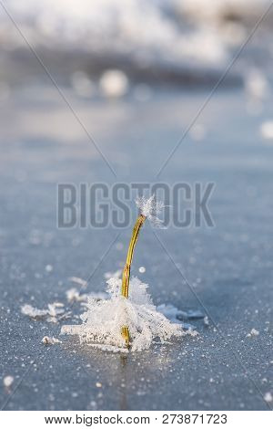 Lonely Frozen Plant Is Flooded With Frozen Snowflakes In The Ice. Winter Time