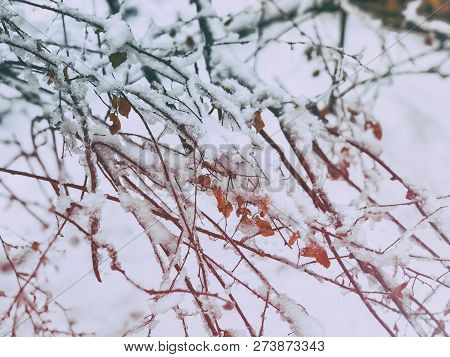 Snowfall. Snow Covered Trees And Autmn Leaves In The Snowfall. Winter In Mountain. Close-up Shot.
