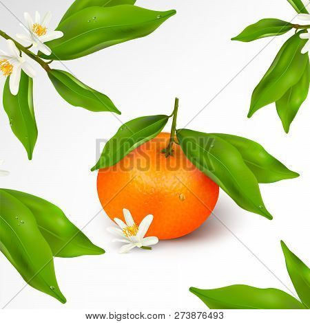 Fruit Or Floral Pattern. Citrus Fruit Mandarin Or Tangerine On Branch With Green Leaves With Water D