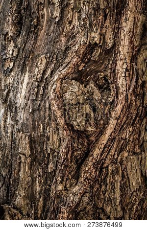 Tree Bark Background. Old Tree Texture With Cracks And Central Knot.