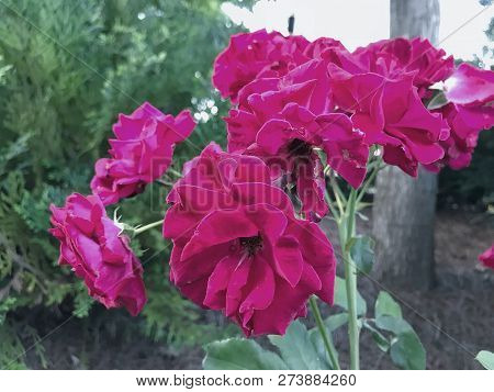 Pink Floribunda Sparkling In A Flowery Garden