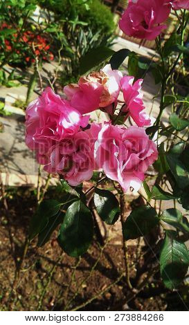 Pink Floribunda Sparkling On A Sunny Day
