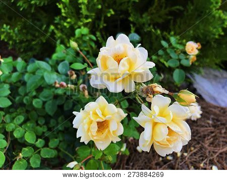 Sparkling White Floribunda On A Sunny Day