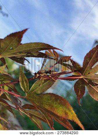 Insect On Plant Branch Seeking Its Goals
