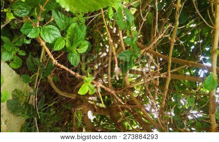 Dried And Green Branches Representing Life And Death