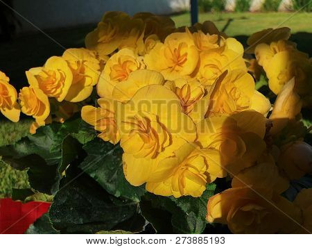 Garden Yellow Roses On A Sun Day
