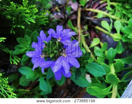 Purple Geranium With Green Leaves In A Sunny Day