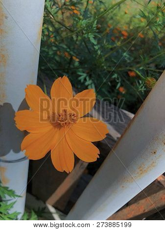 Gerbera Yellow With Green Leaves In A Sunny Day