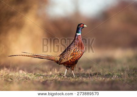 Male Common Pheasant, Phasianus Colchicus, In Spring Evening Light Walking In Meadow With Blurred Ba