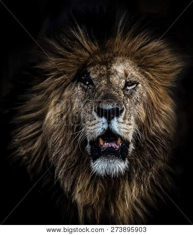 a beautiful big lion with a fluffy mane and big eyes
 