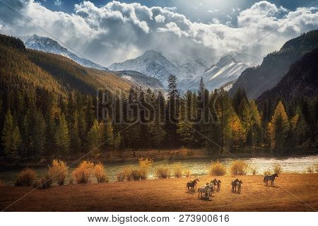 Horses Walking Free In Meadow With Snow Capped Mountain Backdrop