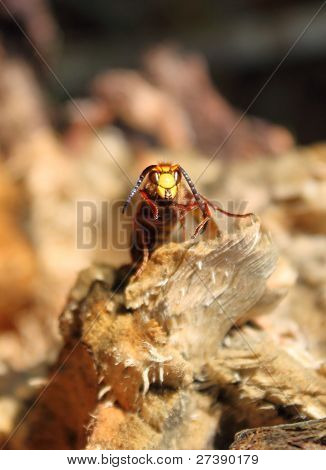 WASP