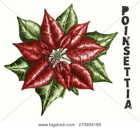 Christmas Poinsettia With Letters Poinsetia Isolated On White Background Hand Drawn Illustration Mad
