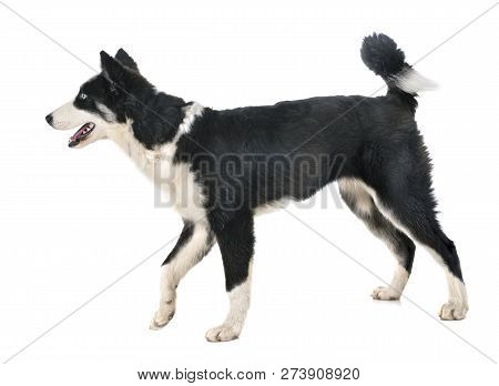 Young Yakutian Laika In Front Of White Background