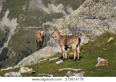 Young Female Alpine Capra Ibex With A Cub Looking At The Camera And Standing On The High Rocks Stone